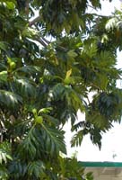 Sunset Beach Guesthouse, Mobay